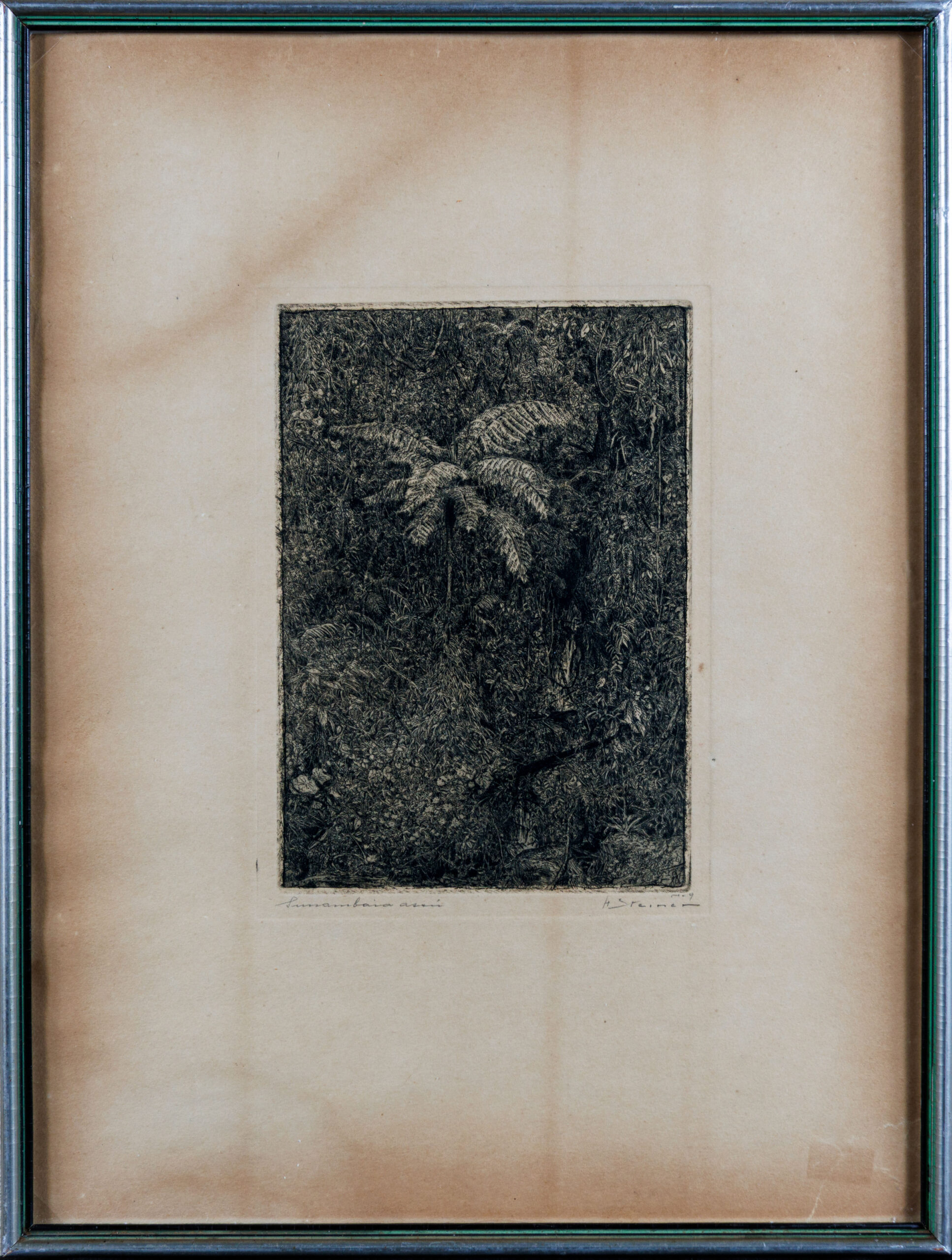 Interior da Floresta – Hans Steiner